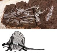 Скелет и прорисовка окаменелостей Dimetrodon occidentalis