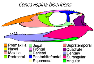 Concavispina skull diagram