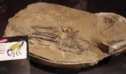 Limusaurus fossil