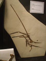 Nyctosaurus KJ-1
