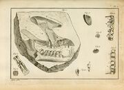 Palaeotherium medium skull Lamanon 1782
