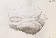 Anoplotherium cerebral hemisphere endocast illustration 1822