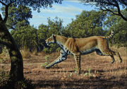 Homotherium-latidens-The-animals-body-proportions-fit
