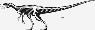 Gnathovorax skeleton