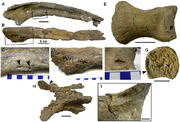 Mapusaurus bones