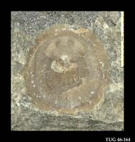 Pseudocrania sp. из ордовика Прибалтики