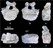 Baiyinosaurus caudal vertebra (IVPG-D021-15)
