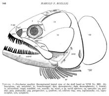 Brychaetus.JPG.ad2ae0848a751bc81db41b37b8c4105e