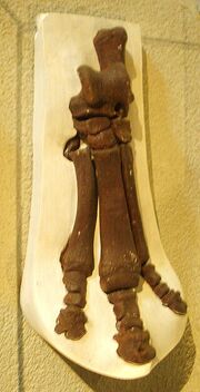 Palaeotherium crassum