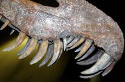 Suchomimus tenerensis theropod dinosaur (Elrhaz Formation, Lower Cretaceous; Gadoufaoua, Tenere Desert, central Niger, northwest-central Africa) 3 (15414778255)
