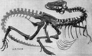 Gorgosaurus skeleton AMNH 5428