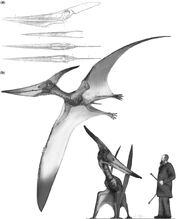 Reconstruction of the Pteranodon