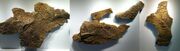 Triceratops skin impressive 01.jpg