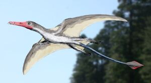 Angustinaripterus NT