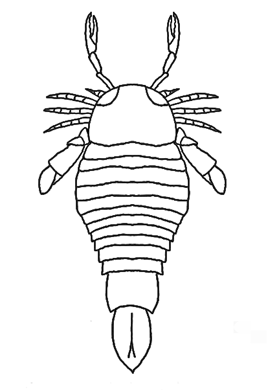 Циуркоптер2