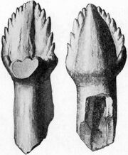 Ankylosaurus tooth