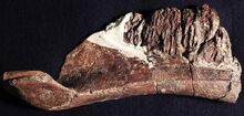 Aquilarhinus 2