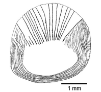 Caudale peduncle
