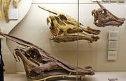 Saurolophus skull 03