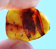 800px-Ants in amber