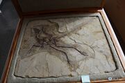 Anchiornis fossil 03