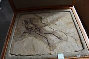 Anchiornis fossil 03