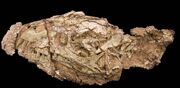 Daemonosaurus skull.jpg