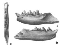 S71380486