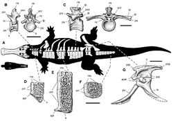 Skeletal reconstruction S. imperator (Sereno et al