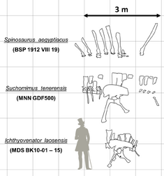 Spinosauridae Sails Comparison by PaleoGeek