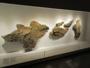 Triceratops skin impressive 02.jpg