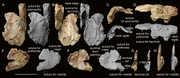Woznikella-triradiata-n-gen-n-sp-A-D-ZPAL-V-34-1-42-right-nasal-in-dorsal-A