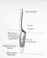 Белемнит строение раковины