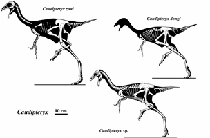 Caudipteryx