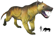 Hyaenodon.png