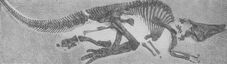 Saurolophus AMNH5220