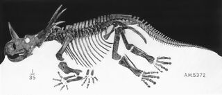 Styracosaurus skeleton AMNH5372