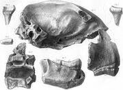 Thylacoskullcope