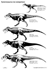 Tyrannosaurus skeleton