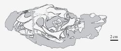 Демонозавр череп