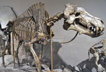 Dinohyus hollandi (fossil mammal)Lower Miocene of Nebraska