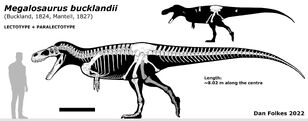 Megalosaurs Skeleton