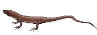 Paramacellodus