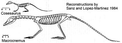Sanz-cosesaurus72-588.jpg