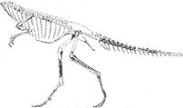 Segisaurus halli