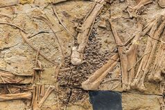 1024px-Caudipteryx zoui (BPV 085) gastroliths