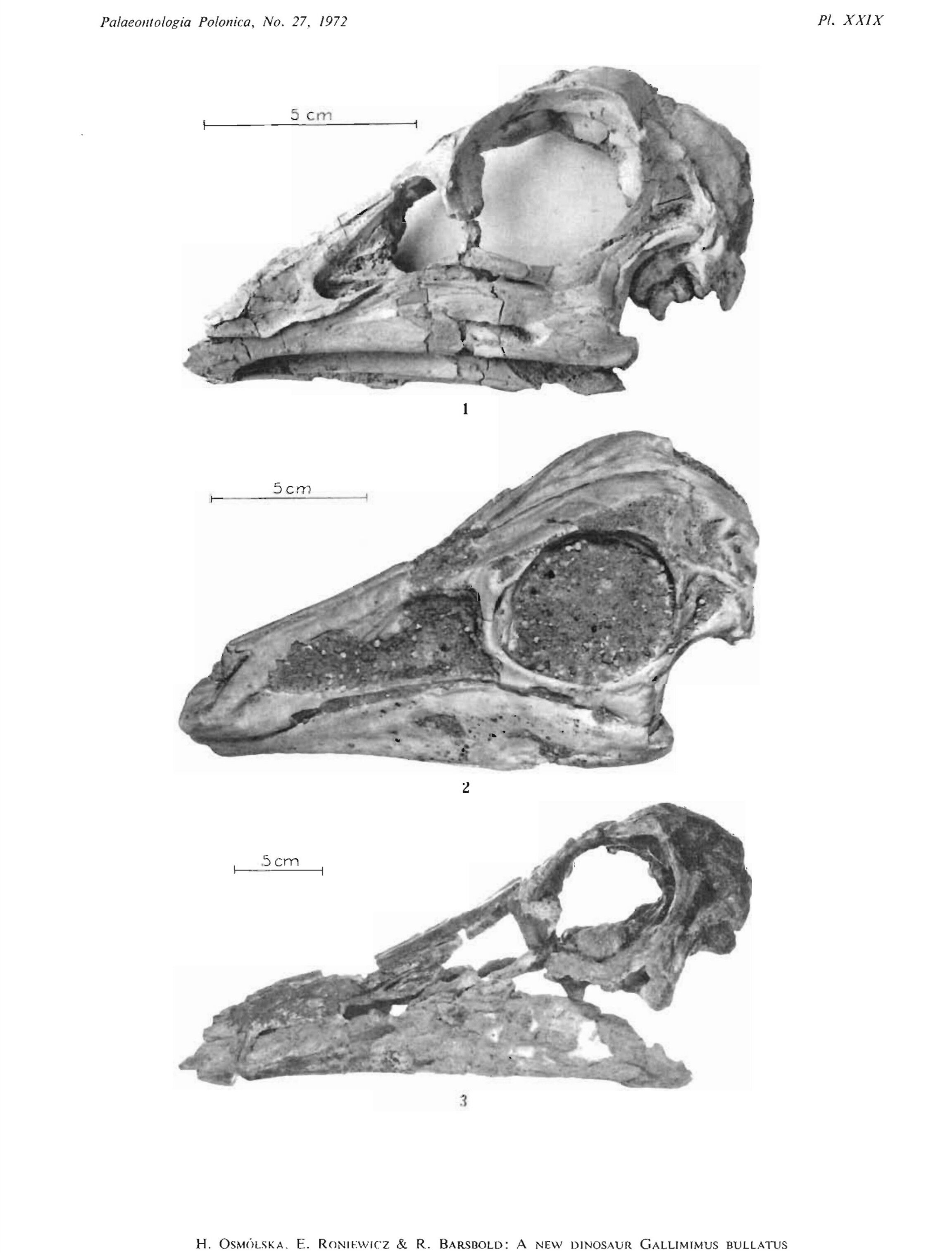 Gallimimus 1972.jpg