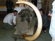 Yukagir mammoth