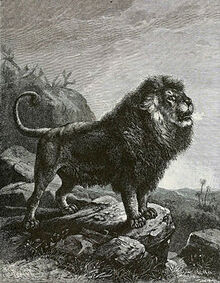 265px-BarbaryLionB1898bw.jpg