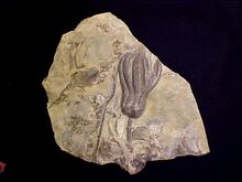 Encrinus 2.jpg